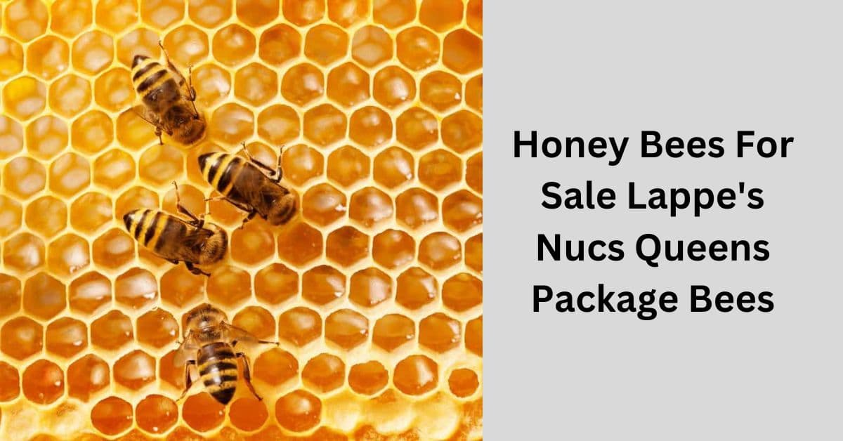 Honey Bees For Sale Lappe's Nucs Queens Package Bees