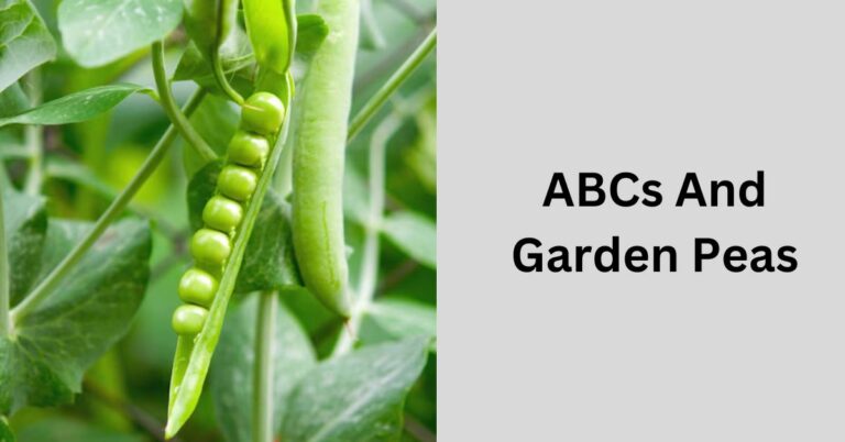 ABCs And Garden Peas – Growing Skills 2024!