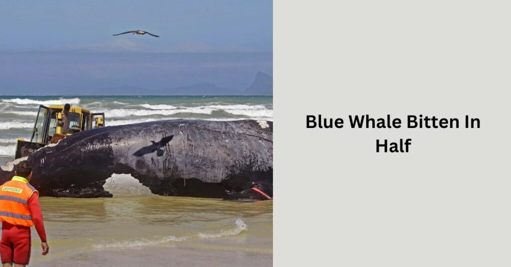 Blue Whale Bitten In Half Big News!