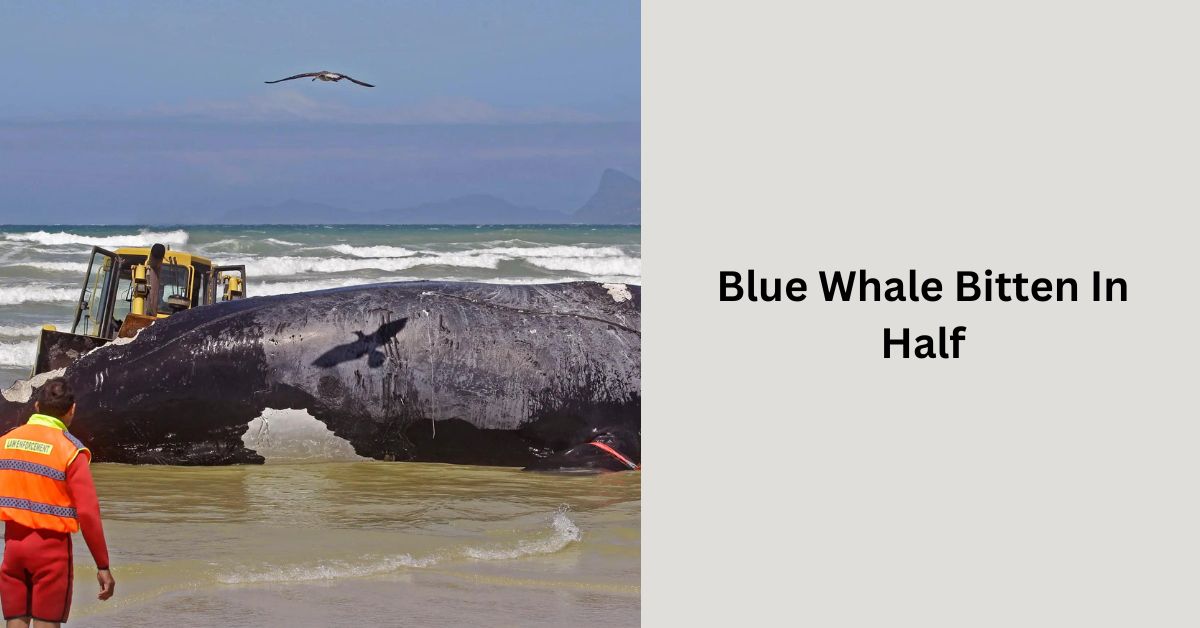 Blue Whale Bitten In Half