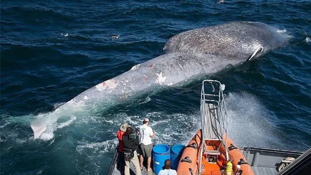 The Case of the Bisected Blue Whale